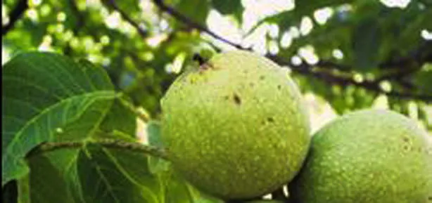 Cilde ceviz yaprağı