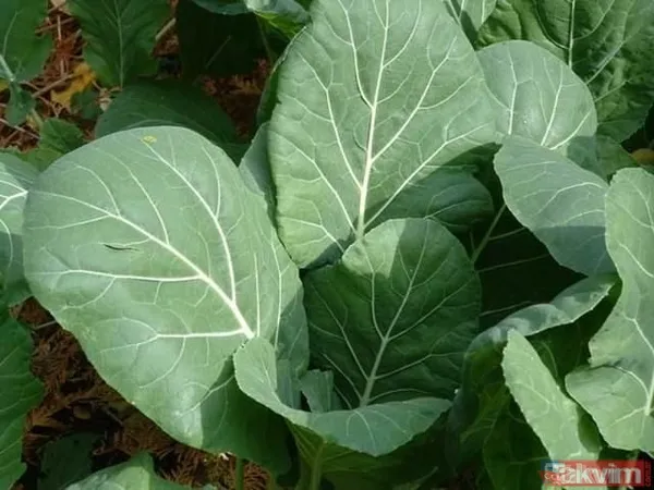 Bu besinler beyin gelişimini destekliyor! İşte iyi gelen o besinlerin listesi... - 33