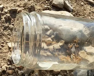 Kavanozda 37 yavru dünyaya getirdi! İşte o anlar