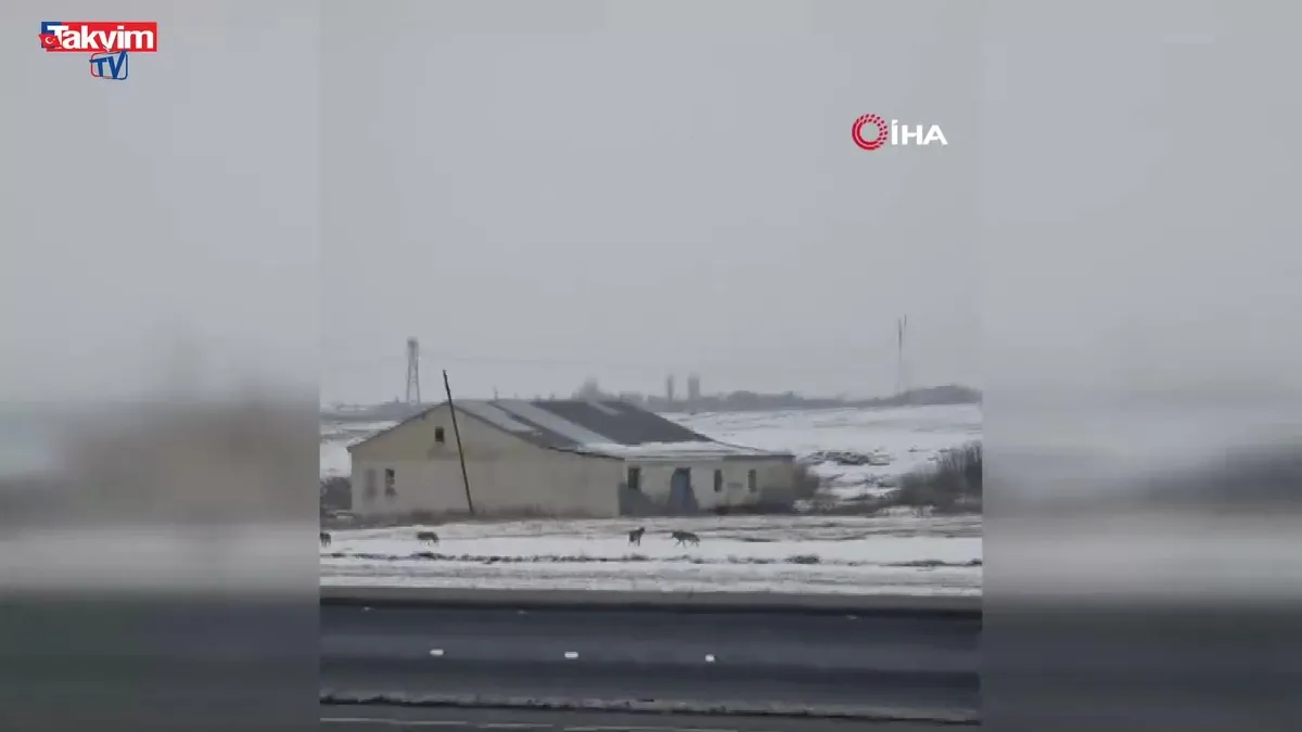 Aç kalan kurt sürüsü şehir merkezine indi