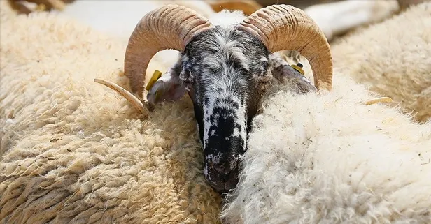 Arefe günü ne zaman, tatil mi? 5 Haziran Arefe günü bayram tatiline dahil mi?