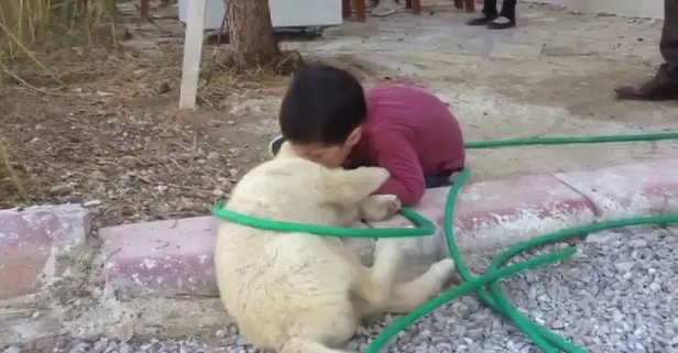 Sivas'ta köpeği ısıran küçük çocuk ilgi odağı oldu! Görenler gülme krizine girdi