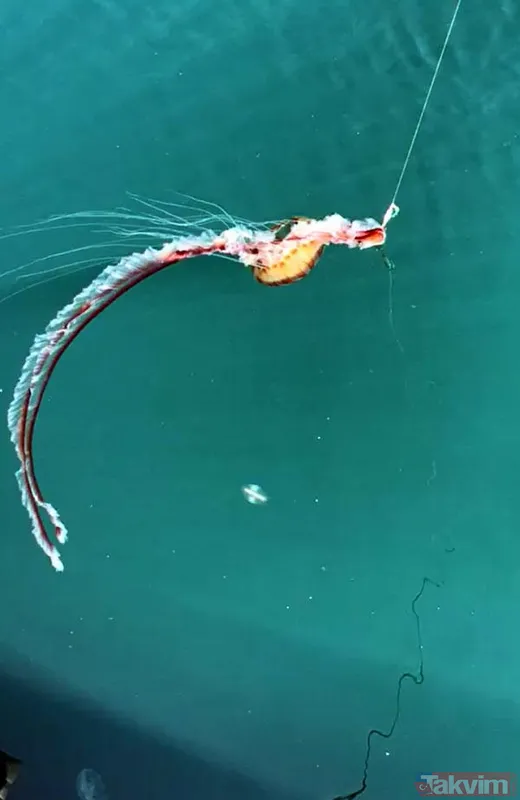 Çanakkale Boğazı'nda zehirli denizanası tehlikesi! Uzmanlar uyardı: Tatlı su kullanmayın amonyak ya da sirke ile yıkayın - 9