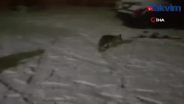Erzurum’un Uzundere ilçesinde tilkinin meraklı halleri gülümsetti