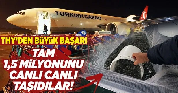 Turkish Cargo, 1,5 milyon canlı çipurayı Umman’a taşıdı