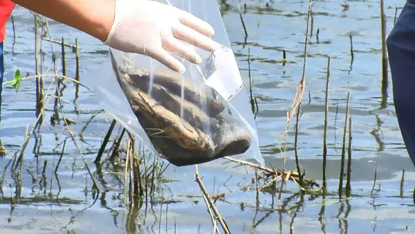 istanbul-il-tarim-ve-orman-mudurlugu-alibeykoy-barajinda-kiyiya-vuran-baliklardan-ve-sudan-numune-aldi-1627235237927.jpg İstanbul İl Tarım ve Orman Müdürlüğü, Alibeyköy Barajı'nda kıyıya vuran balıklardan ve sudan numune aldı-2