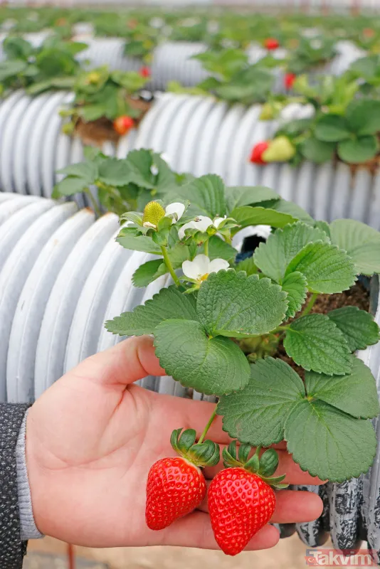 Jeofizik mühendisi 2 milyonluk yatırımla çilek serası kurdu! Taleplere yetişemiyor - 9