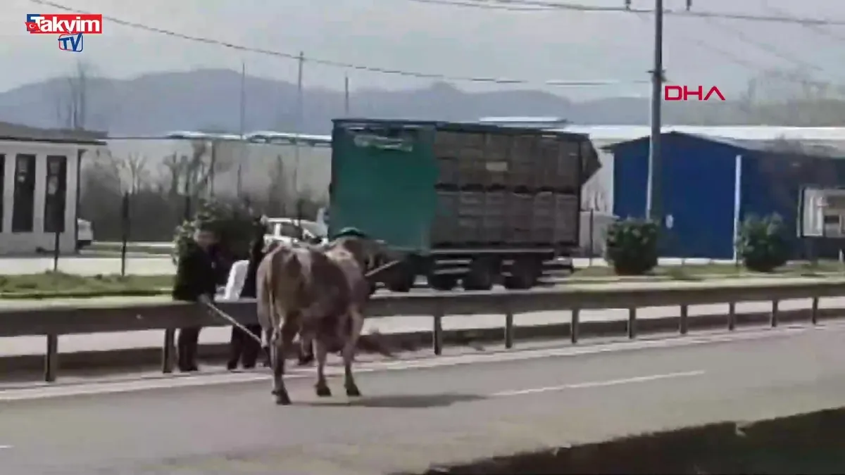 Kaçan boğa trafiği altüst etti!
