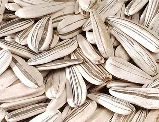 Çekirdek gençleştirir