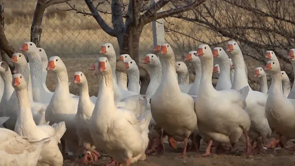 Maliye’den emekli oldu bu işe girdi! Paraya para demiyor-6