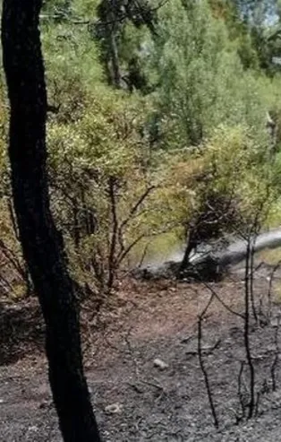 Heybeliada'da orman yangını