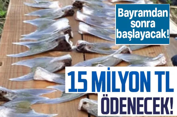 Balon balığı alımları bayramdan sonra başlıyor! 15 milyon TL ödeme yapılacak!-1
