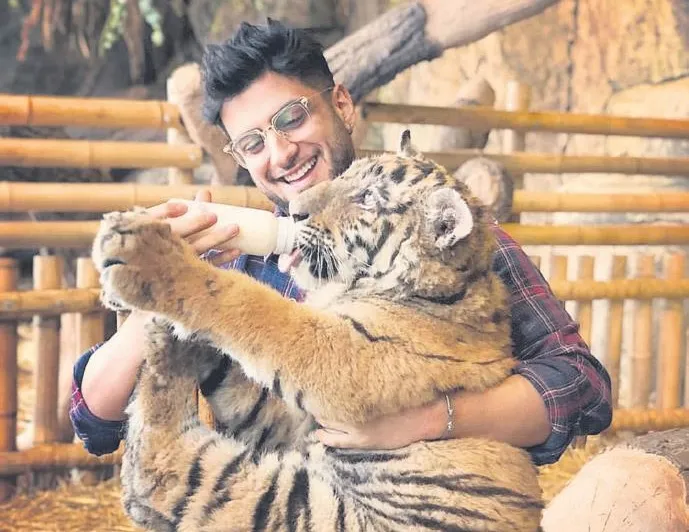 Kaplanı kangal yaptı!