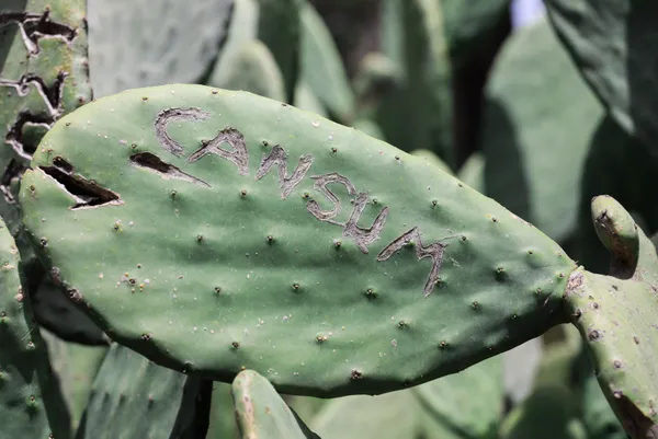 kafaya-bak-asklari-olumsuz-olsun-diye-antalya-olimpos-antik-kentinde-opuntia-turu-kaktuslere-isimlerini-yazip-1651906818135.jpg Kafaya bak! Aşkları ölümsüz olsun diye Antalya Olimpos Antik Kenti'nde Opuntia türü kaktüslere isimlerini yazıp şekil çizdiler-5