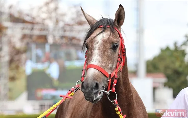 14 at toplamda 4 milyon 640 bin liraya satıldı - 3