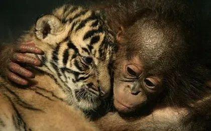 Hayvanların Muhteşem Aşkları