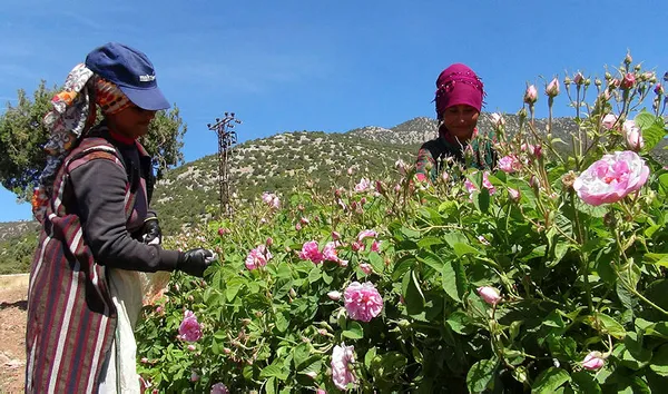 6 tondan sadece 1 litre çıkıyor! Litresi 7 bin Euro-5