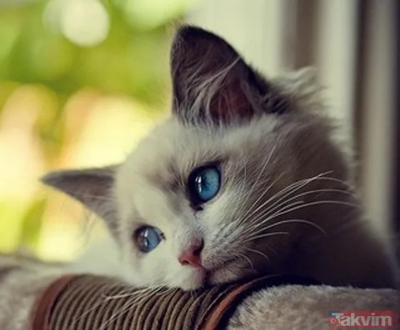 Rüyada eve kedi girmesinin anlamı ve yorumu nedir? Rüyada kedinin