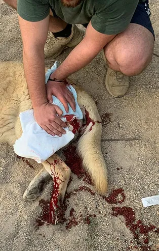 Kuşadası'nda sokak köpeğini bıçakladı!