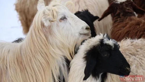 Arefe Günü Kurban Kesilir Mi? Kurban Bayramı Öncesindeki Gün Olan Arefe, Vacip Kurban Kesimi İçin Uygun Bir Zaman Değildir. Dini Hükümlere Göre Vacip Olan...