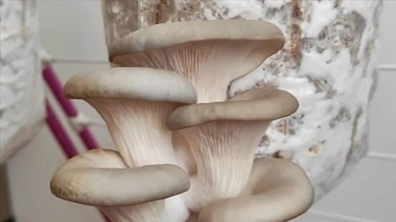 1-milyon-400-bin-tl-kazaniyor-koyunde-kurdugu-bu-modelle-servet-sahibi-oldu-cuval-cuval-getirisi-var-1709753581121.jpg Köyünde kurduğu bu modelle servet sahibi oldu! 1 milyon 400 bin TL kazanıyor! Çuval çuval getirisi var-2