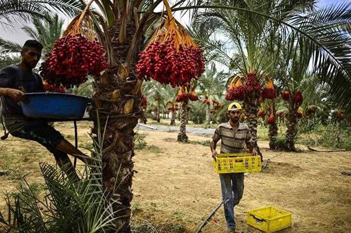 son-dakika-filistinden-yapilan-gumruk-vergisinden-muaf-hurma-ithalatinda-kota-yukseltildi-1714204989747.jpeg
