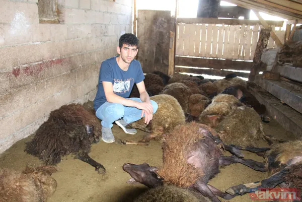 Kurt ağıla girdi! 40 koyun telef oldu 6 koyun yaralandı - 3