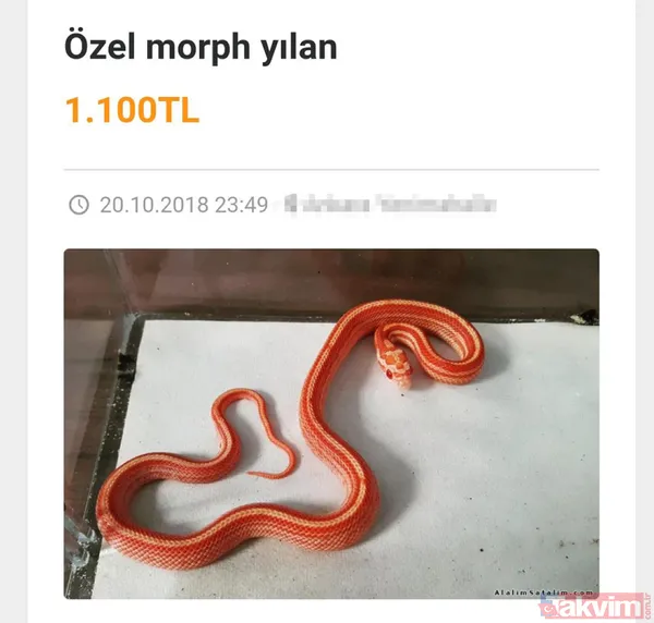 Satışı yasak olan hayvanları internetten satıyorlar - 4