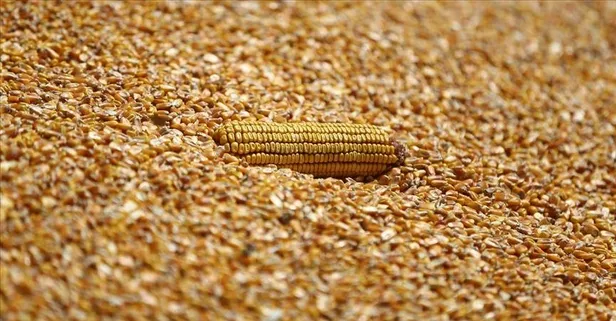 Mısır'ın faydaları: Karaciğer sağlığından göz korumasına