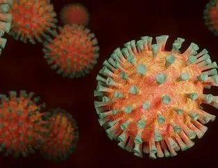 Koronavirüs bitmeden yeni kabus: Nipah virüsü!