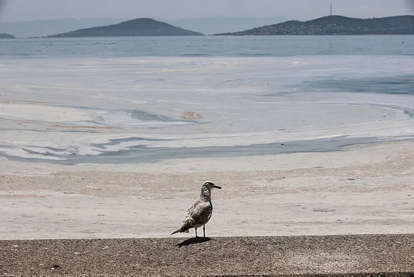 Marmara istila altında! Deniz salyasının (müsilaj) ilk raporu ortaya çıktı! Korkunç sonuç!-6