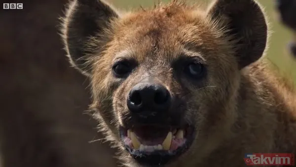 Cesur aslan onlarca sırtlanın arasında girdi! Vahşi doğada şoke eden kare! Sonrasında ise kaçınılmaz ölüm - 6