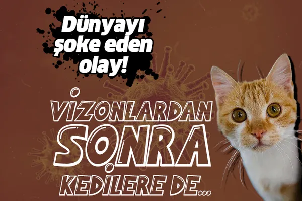 Dünyayı şoke eden olay! Koronavirüs vizonlardan sonra kedilere de..-1