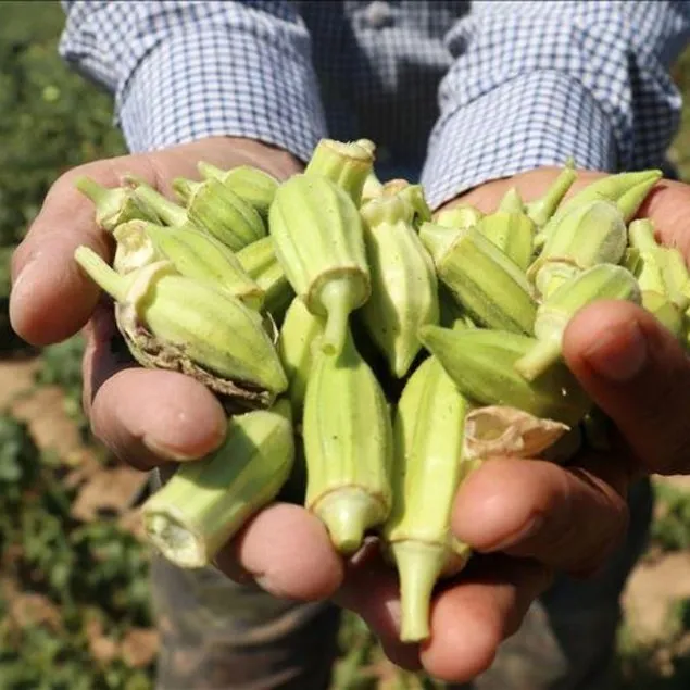 Bağırsağa bamya