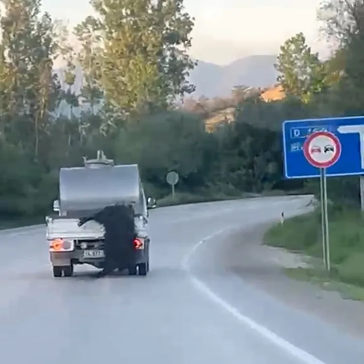 1779864320977.jpeg Bolu'da kurbanlık hayvanı aracının arkasına bağlayıp kilometrelerce sürükleyen sürücü kameraya yansıdı-2