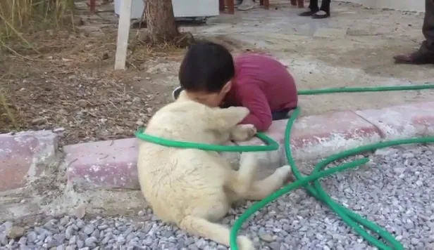 Sivas'ta köpeği ısıran küçük çocuk ilgi odağı oldu! Görenler gülme krizine girdi-6