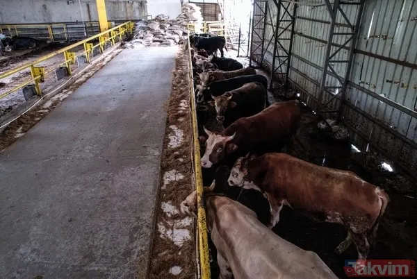 Kurban nasıl kesilir? Kurban için vekalet nasıl verilir? Kurban ibadetinde nelere dikkat edilmeli? Diyanet kurbanda dikkat edilmesi gerekenleri açıkladı - 10