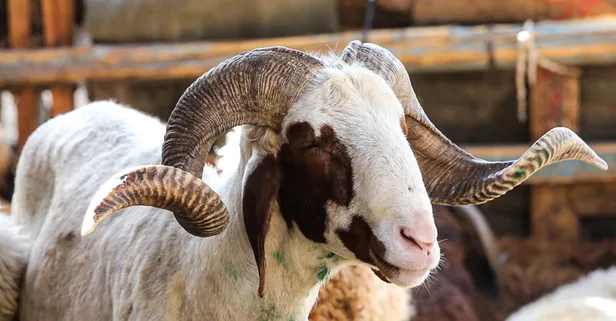 Vekaletle kurbanlık nasıl kesilir? Vekalet yoluyla kurban kesilebilir mi? Kurban kesilirken vekalet nasıl alınır, nasıl verilir? 2023 Kurban vekalet ücreti!