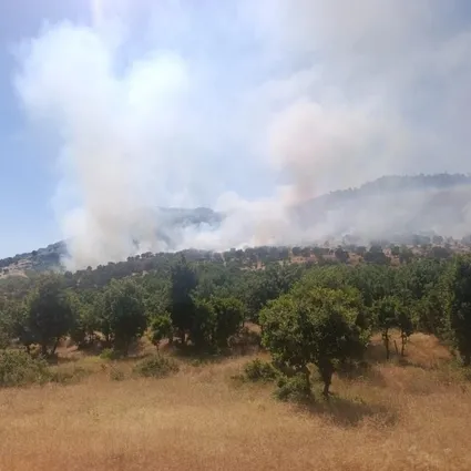 Balıkesir ve Diyarbakır’da orman yangını: Ekipler seferber oldu