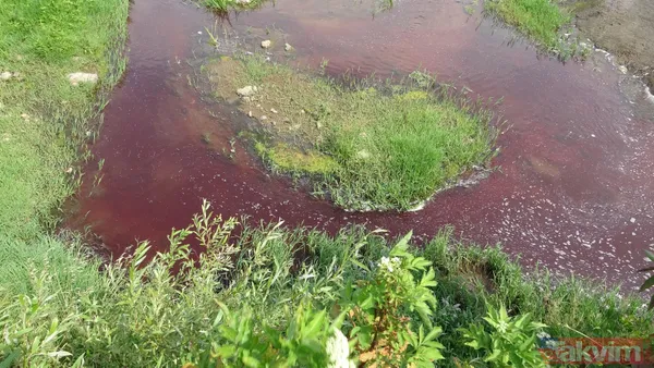 Kocaeli Gölcük ve Karamürsel'de kurban kanları derelere aktı! Suyun rengi kırmızıya döndü - 5
