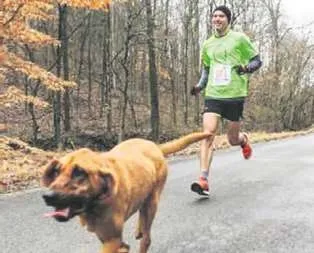 Maratoncu köpek!