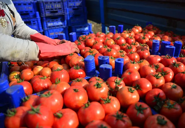 domates-ihracatcilari-rusyaya-ihracatta-kotanin-kaldirilmasini-istiyor-1607505097743.jpg Domates ihracatçıları Rusya'ya ihracatta kotanın kaldırılmasını istiyor-2