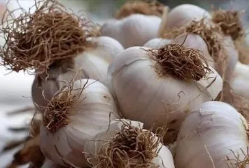 Sarımsak kalpten anlar! Faydaları saymakla bitmiyor