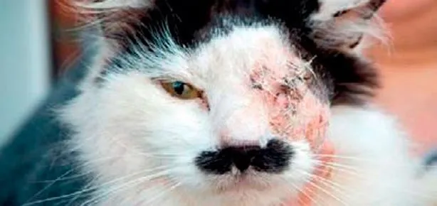 Kediye Hitler işkencesi