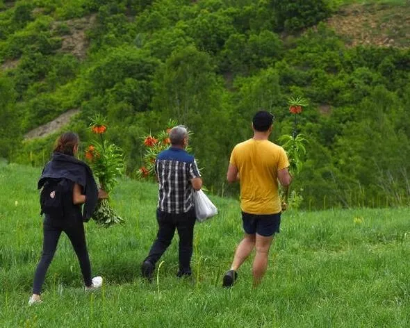 Tunceli'de koruma altındaki ters laleleri koparanlar böyle görüntülendi!-5
