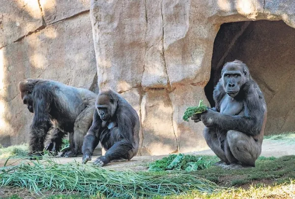 İki çete, sosyal medya üzerinden videolar yayınladı! Savcı 'Raconu' kesti (Yaşam haberleri)-8