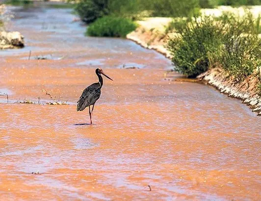 Marmara’da korkutan mutasyon alarmı!