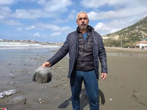 Son dakika: Hatay'da yüzlerce denizanası sahile vurdu-2