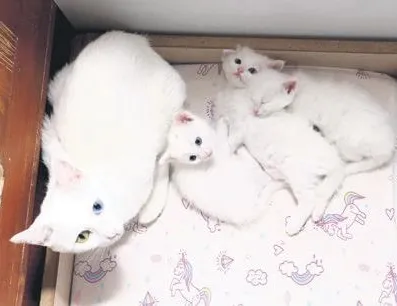 Doğum hare’kedi’