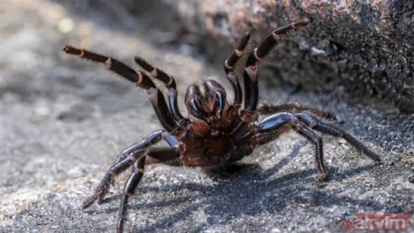Örümceklerden korkuyor musunuz? Bilim insanları açıkladı: “Böcekler olmasaydı ekosistemin dengesi çökerdi” - 10